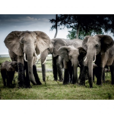 CALVENDO Puzzle CALVENDO Puzzle familly Пазл CALVENDO Puzzle family