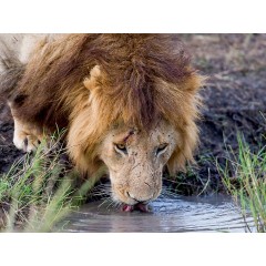 CALVENDO Puzzle CALVENDO Puzzle Emotionale Momente: Lowengesichter Пазл CALVENDO Puzzle Эмоциональные моменты: львиные морды