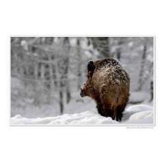 CALVENDO Puzzle CALVENDO Puzzle Emotional Moment: Die Eber. UK-Version Пазл CALVENDO Пазл Эмоциональный момент: Кабаны. версия для Великобритании