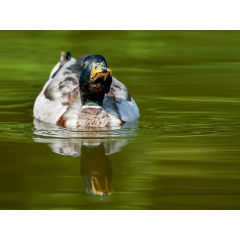 CALVENDO Puzzle CALVENDO Puzzle Emotionale Momente: Die Stockente. Пазл CALVENDO Пазл Эмоциональные моменты: кряква.