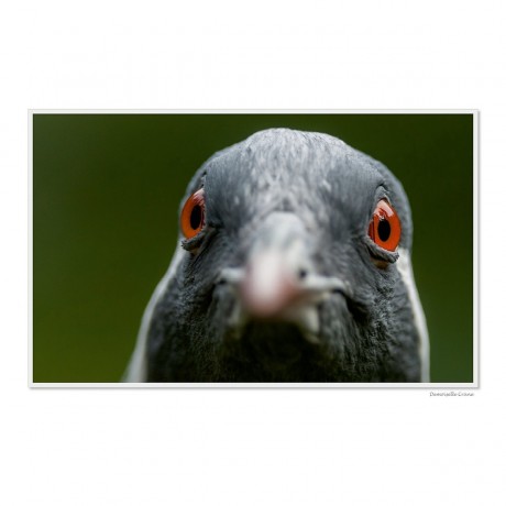 CALVENDO Puzzle CALVENDO Puzzle Emotional Moments: Die Augen der Tiere. Пазл CALVENDO Puzzle Emotional Moments: Глаза животных.