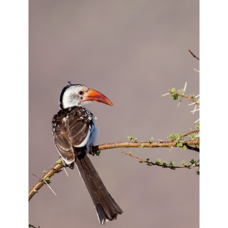 CALVENDO Puzzle CALVENDO Puzzle Gelbschnabeltoko Пазл CALVENDO Puzzle Желтоклювый Токо