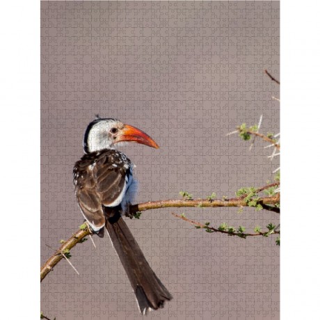 CALVENDO Puzzle CALVENDO Puzzle Gelbschnabeltoko Пазл CALVENDO Puzzle Желтоклювый Токо