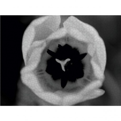 CALVENDO Puzzle CALVENDO Puzzle Detailaufnahme eines Tulpenkelches in schwarz\/weiss Пазл CALVENDO Puzzle Детальный снимок чашечки тюльпана в черно-белом цвете