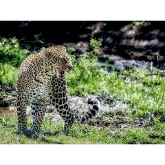 CALVENDO Puzzle CALVENDO Puzzle Leopard Пазл CALVENDO Пазл Леопард