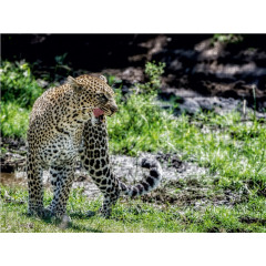CALVENDO Puzzle CALVENDO Puzzle Leopard Пазл CALVENDO Пазл Леопард