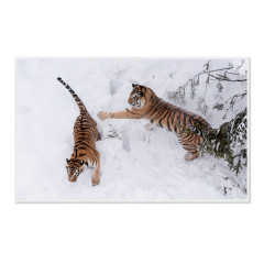 CALVENDO Puzzle CALVENDO Puzzle Emotionale Momente: Tiger Пазл CALVENDO Puzzle Эмоциональные моменты: тигр