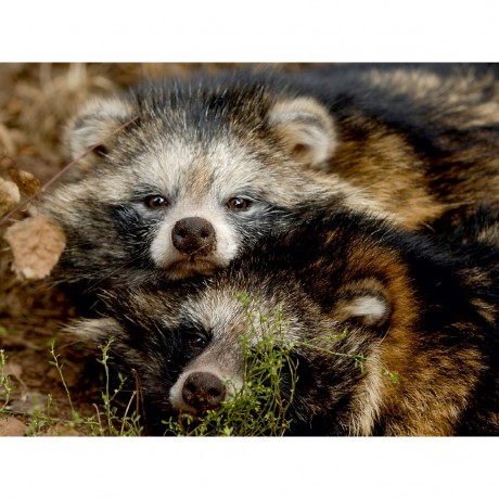 CALVENDO Puzzle CALVENDO Puzzle Marderhunde Пазл CALVENDO Пазл енотовидные собаки