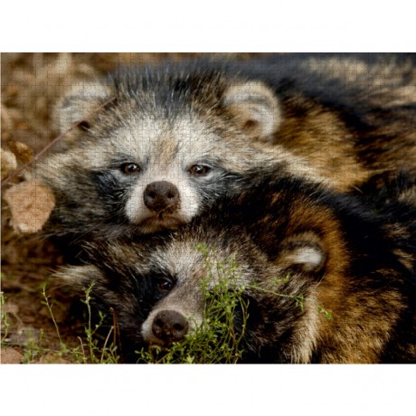 CALVENDO Puzzle CALVENDO Puzzle Marderhunde Пазл CALVENDO Пазл енотовидные собаки