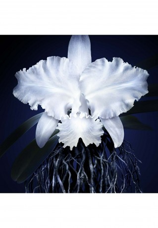 GUERLAIN GUERLAIN ORCHIDEE IMPERIALE CREME Anti-Aging transparent GUERLAIN ORCHIDEE IMPERIALE КРЕМ Антивозрастной