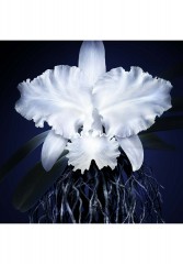 GUERLAIN GUERLAIN ORCHIDEE IMPERIALE CREME Anti-Aging transparent GUERLAIN ORCHIDEE IMPERIALE КРЕМ Антивозрастной