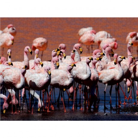CALVENDO Puzzle CALVENDO Puzzle Jamesflamingos Пазл CALVENDO Пазл Джеймс Фламинго