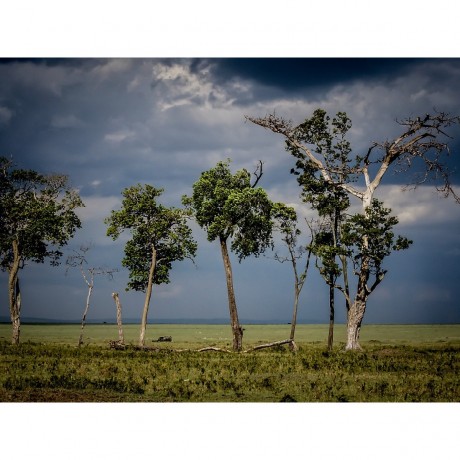 CALVENDO Puzzle CALVENDO Puzzle Die Baumgruppe Пазл CALVENDO Puzzle Группа деревьев