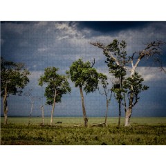 CALVENDO Puzzle CALVENDO Puzzle Die Baumgruppe Пазл CALVENDO Puzzle Группа деревьев