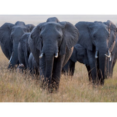 CALVENDO Puzzle CALVENDO Puzzle Elefanten Пазл CALVENDO Пазл слоны