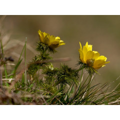 CALVENDO Puzzle CALVENDO Puzzle Adonisroschen Пазл CALVENDO Пазл Адонис роза