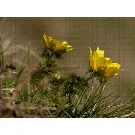 CALVENDO Puzzle CALVENDO Puzzle Adonisroschen Пазл CALVENDO Пазл Адонис роза