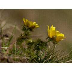 CALVENDO Puzzle CALVENDO Puzzle Adonisroschen Пазл CALVENDO Пазл Адонис роза