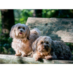 CALVENDO Puzzle CALVENDO Puzzle Zwei Havanesermadels im Wald Пазл CALVENDO Puzzle Две гаванские девушки в лесу