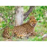 CALVENDO Puzzle CALVENDO Puzzle Gepard mit Nachwuchs Пазл CALVENDO Пазл гепард с потомством