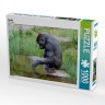 CALVENDO Puzzle CALVENDO Puzzle Gorilla Пазл CALVENDO Puzzle Горилла