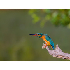 CALVENDO Puzzle CALVENDO Puzzle Eisvogel (Alcedo atthis) Пазл CALVENDO Puzzle Kingfisher (Alcedo atthis)