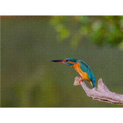 CALVENDO Puzzle CALVENDO Puzzle Eisvogel (Alcedo atthis) Пазл CALVENDO Puzzle Kingfisher (Alcedo atthis)
