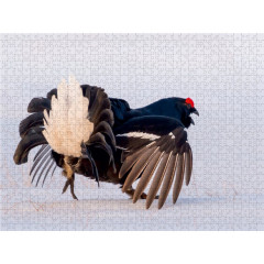 CALVENDO Puzzle CALVENDO Puzzle Emotionale Momente: Birkwild Пазл CALVENDO Puzzle Эмоциональные моменты: тетерев