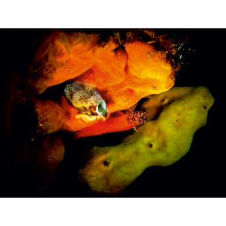 CALVENDO Puzzle CALVENDO Puzzle Schleimfisch Пазл CALVENDO Собачка-пазл