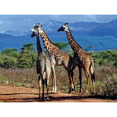 CALVENDO Puzzle CALVENDO Puzzle Giraffen. Faszinierende Wildtiere Afrikas Пазл CALVENDO Пазл жирафы. Завораживающая дикая природа Африки