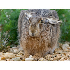 CALVENDO Puzzle CALVENDO Puzzle Unbeweglich liegt der Rammler in seiner Sasse. Пазл CALVENDO Puzzle Олень неподвижно лежит в седле.