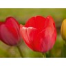 CALVENDO Puzzle CALVENDO Puzzle Bunte Tulpenbluten Пазл CALVENDO Puzzle Разноцветные тюльпаны