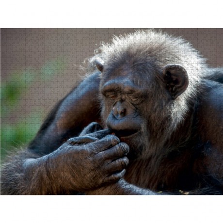 CALVENDO Puzzle CALVENDO Puzzle Schimpanse Пазл CALVENDO Пазл Шимпанзе
