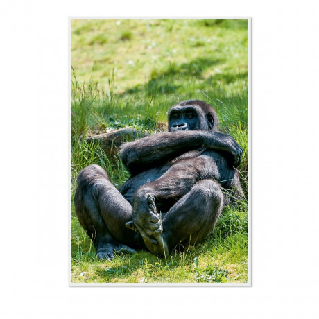 CALVENDO Puzzle CALVENDO Puzzle Emotionale Momente: Aus dem Leben der Familie Gorilla. \/ CH-Version Пазл CALVENDO Пазл Эмоциональные моменты: Из жизни семьи горилл. \/ версия CH