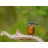 CALVENDO Puzzle CALVENDO Puzzle Eisvogel (Alcedo atthis) Пазл CALVENDO Puzzle Kingfisher (Alcedo atthis)