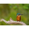 CALVENDO Puzzle CALVENDO Puzzle Eisvogel (Alcedo atthis) Пазл CALVENDO Puzzle Kingfisher (Alcedo atthis)