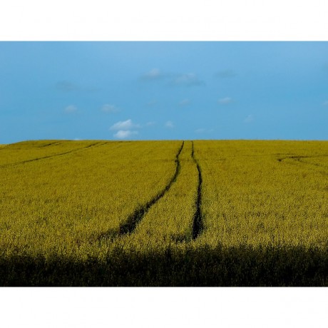 CALVENDO Puzzle CALVENDO Puzzle Erntezeit in Sieversen Пазл CALVENDO Puzzle Время сбора урожая в Зиверсене