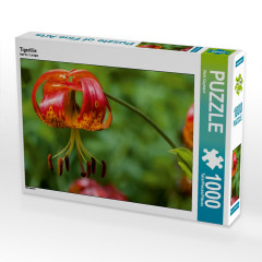 CALVENDO Puzzle CALVENDO Puzzle Tigerlilie Пазл CALVENDO Пазл Тигровая лилия