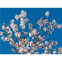 CALVENDO Puzzle CALVENDO Puzzle Emotionale Momente: Mandeln Пазл CALVENDO Puzzle Эмоциональные моменты: Миндаль