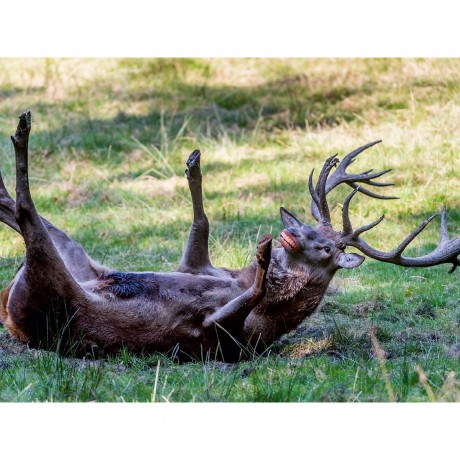 CALVENDO Puzzle CALVENDO Puzzle Emotionale Momente: Lachen ist gesund. Пазл CALVENDO Пазл Эмоциональные моменты: Смех полезен.