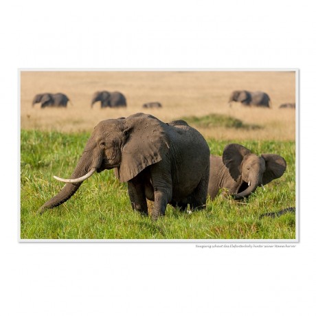 CALVENDO Puzzle CALVENDO Puzzle Emotionale Momente: Aus dem Leben der Elefanten. \/ CH-Version Пазл CALVENDO Пазл Эмоциональные моменты: из жизни слонов. \/ версия CH