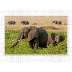 CALVENDO Puzzle CALVENDO Puzzle Emotionale Momente: Aus dem Leben der Elefanten. \/ CH-Version Пазл CALVENDO Пазл Эмоциональные моменты: из жизни слонов. \/ версия CH