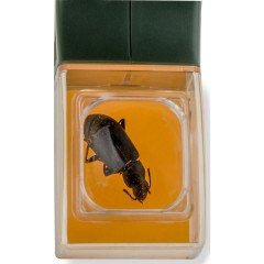 Eduplay Insektenfanger lang Ловушка для насекомых длинная