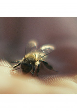 GUERLAIN GUERLAIN ABEILLE ROYALE RICH DAY CREAM Gesichtscreme transparent GUERLAIN ABEILLE ROYALE RICH DAY CREAM крем для лица