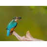 CALVENDO Puzzle CALVENDO Puzzle Eisvogel (Alcedo atthis) Пазл CALVENDO Puzzle Kingfisher (Alcedo atthis)