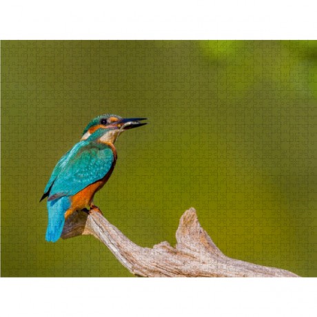 CALVENDO Puzzle CALVENDO Puzzle Eisvogel (Alcedo atthis) Пазл CALVENDO Puzzle Kingfisher (Alcedo atthis)