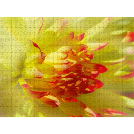 CALVENDO Puzzle CALVENDO Puzzle Dahlie Пазл CALVENDO Пазл Далия