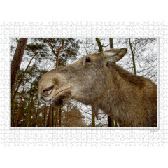 CALVENDO Puzzle CALVENDO Puzzle Emotionale Momente: Europaischer Elch. \/ CH-Version Пазл CALVENDO Пазл Эмоциональные моменты: Европейский лось. \/ версия CH