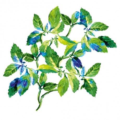 Yves Rocher Pure Menthe Klarendes Mizellenwasser  Pure Menthe Осветляющая мицеллярная вода