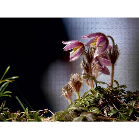 CALVENDO Puzzle CALVENDO Puzzle Rare Schonheit Пазл CALVENDO Puzzle Редкая красавица